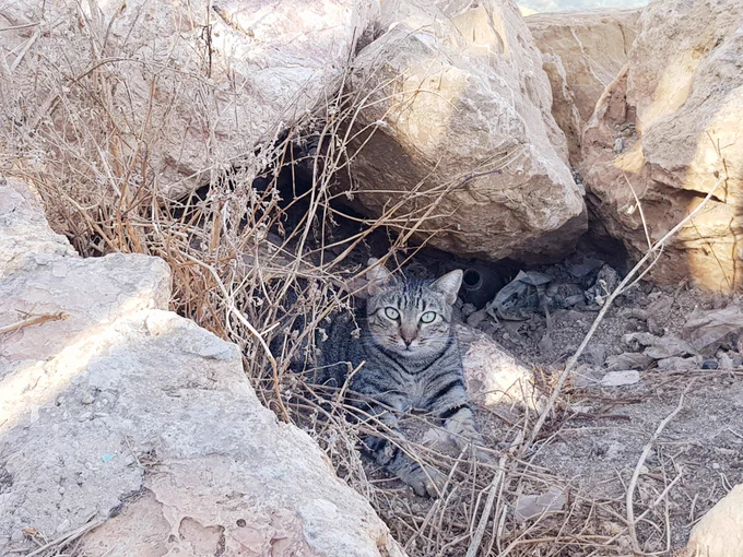 More kitties at the sea  
