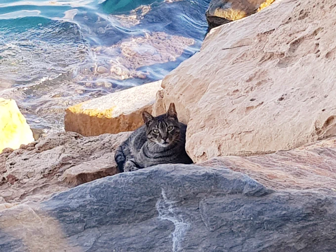 More kitties at the sea  