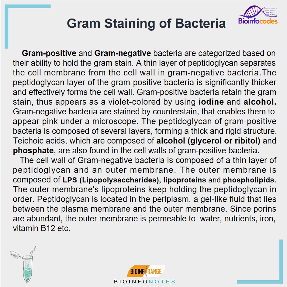 New #bioinfonotes about Gram Staining of Bacteria has been published !

#science #biology #bacteria #gramstaining #membraneprotein #cellwall #peptidoglycan #porin #lipidprotein #protein #phosphate #biologynotes