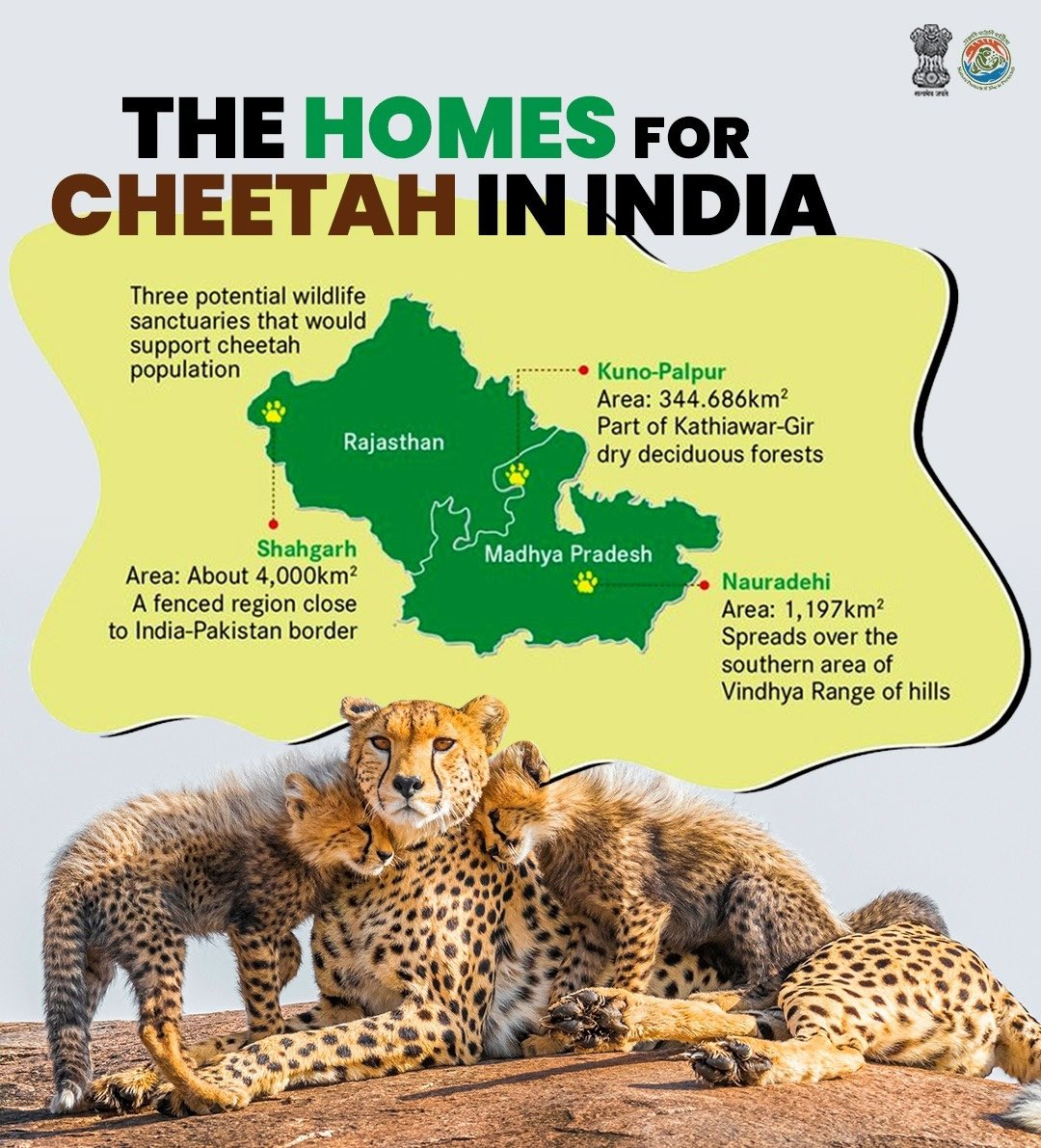 NileshSatbhai's tweet photo. Great day for #India..! 🇮🇳✌️
#CheetahIsBack after 70 years…🐆
8 #cheetahs (5 female & 3 male) released in #KunoNationalPark in Madhya Pradesh.
An international effort and collaboration to conserve the #FastestCat helping them thrive again..!
#wildlifeconservation
#ProudIndian https://t.co/b8mfz63KiZ