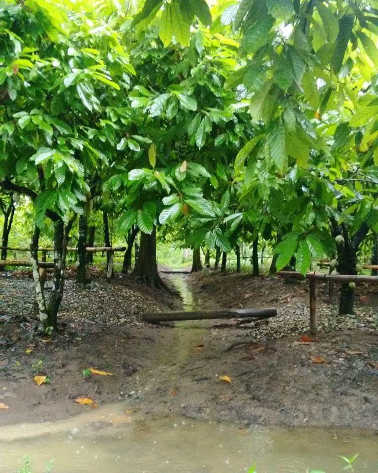 Con lluvia o sin ella los senderos de <a href="/DRUPAmuseo/">DRUPA Museo</a> son mágicos y bellos !!! 🍫🍫🍫🍫
.
#drupamuseo #experienciasdrupa #senderos #cultura #museo #tradiciones #cacaomexicano #Tabasco #Cunduacan