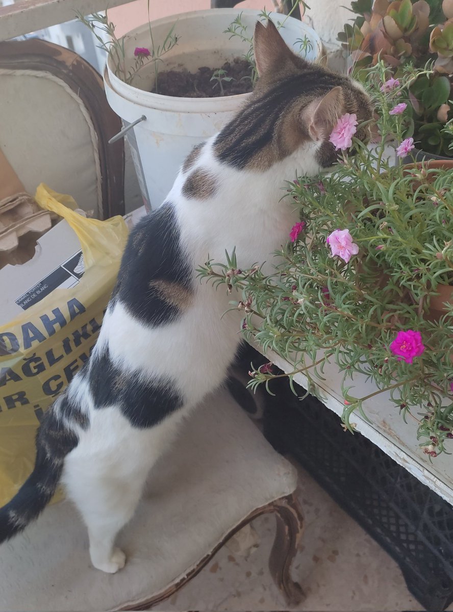 ebubiber's tweet photo. Gardening cnm https://t.co/rr7oVosy0w