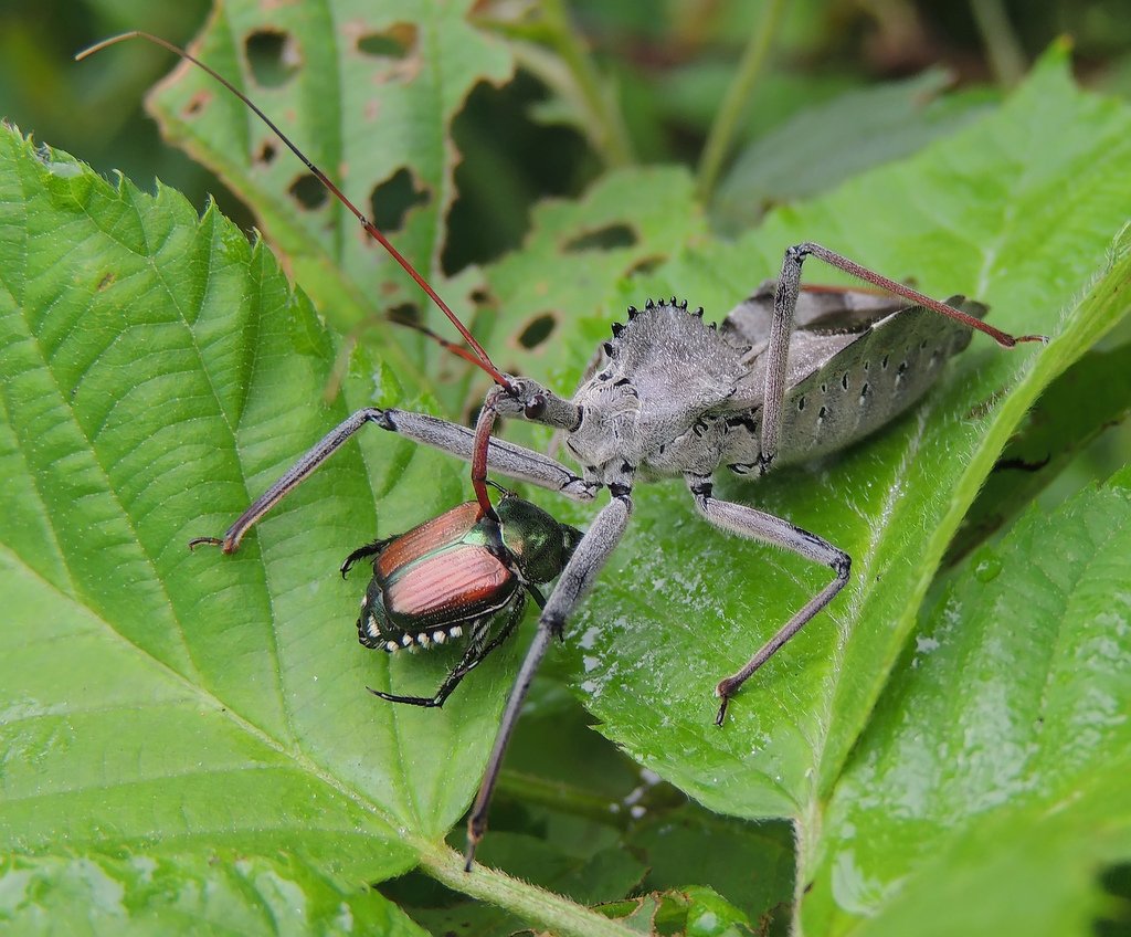بقة العجلة
wheel bug

(Arilus cristatus)
هي أحد أنواع البق القاتل كبيرة الحجم ، تمتلك على صدرها بروز...