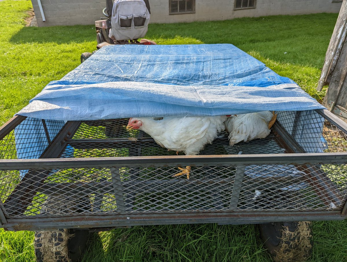 mmmadcccow's tweet photo. Moving day. Put up in a cheap motel for the night. #meatchickens #pasturedpoultry https://t.co/Yis0IBTyaw