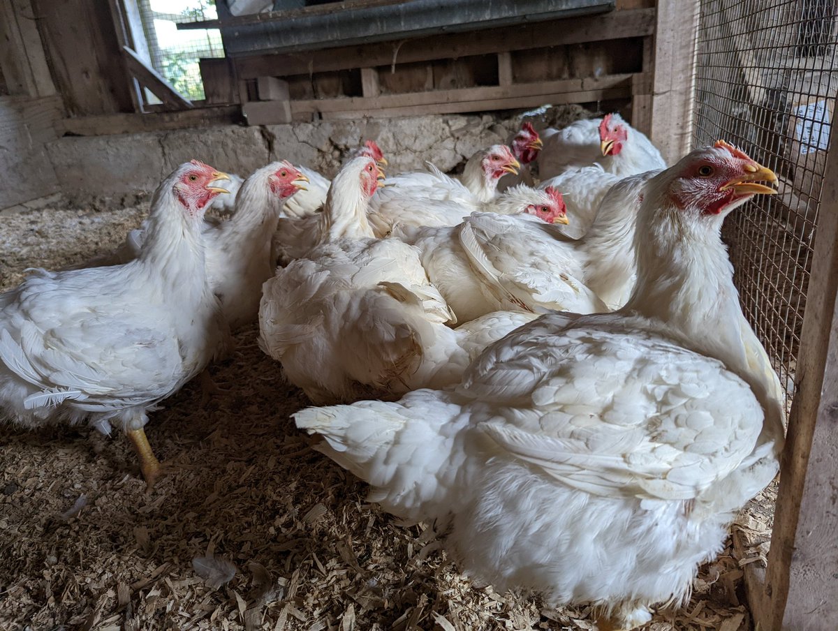 mmmadcccow's tweet photo. Moving day. Put up in a cheap motel for the night. #meatchickens #pasturedpoultry https://t.co/Yis0IBTyaw