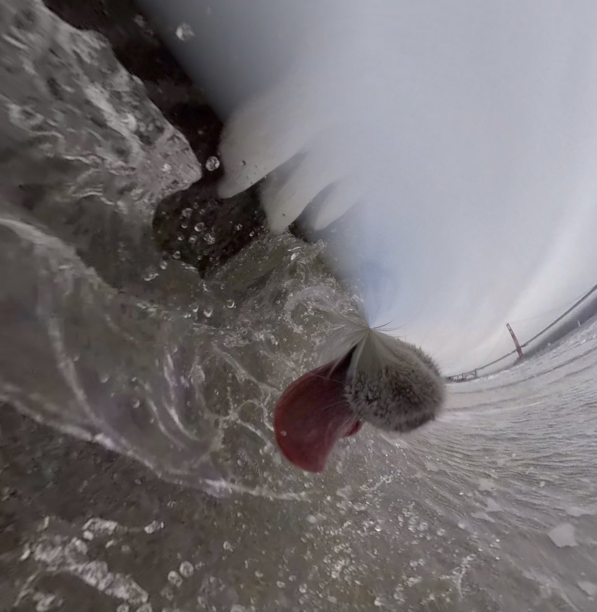 GoPro Charlie tweet media