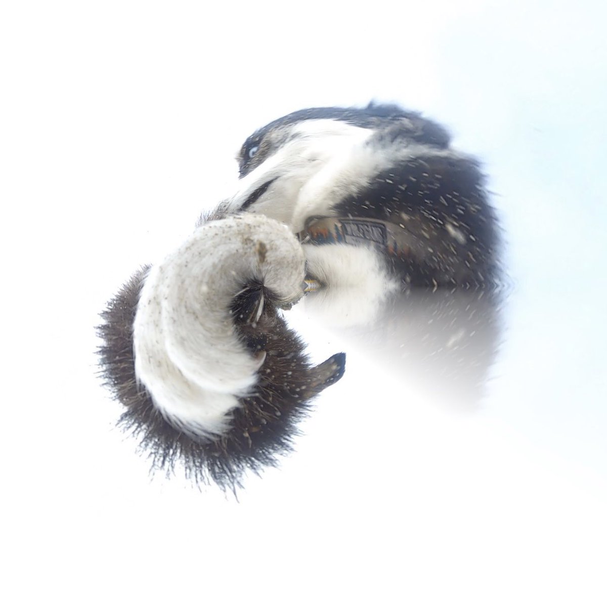 GoPro Charlie tweet media