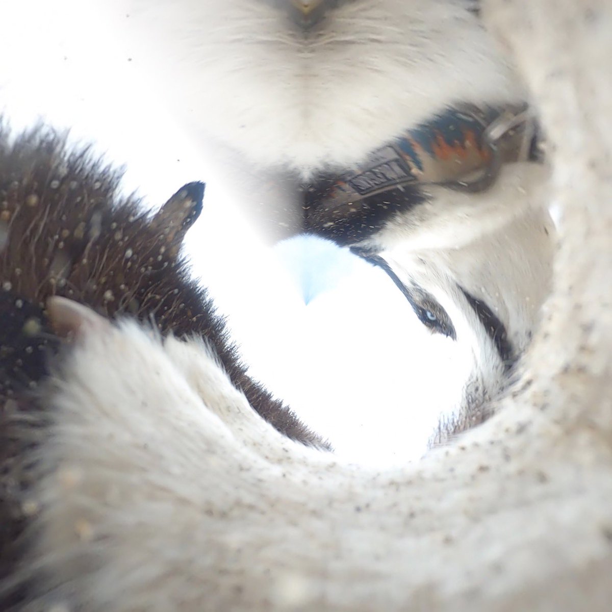 GoPro Charlie tweet media