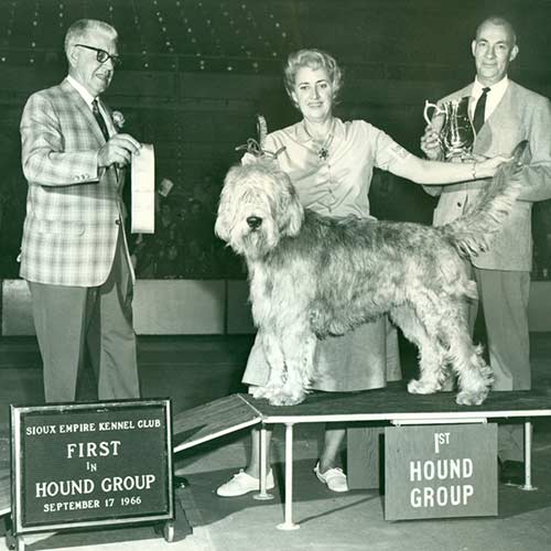 Showsight's tweet photo. In medieval England a huge otter population preyed on fish in rivers and stocked ponds. To protect this valuable food source, packs of Otterhounds were kept by country squires and even kings.๐พ
https://t.co/FsW8gNhs24
#otterhound #otterhounds #purebred #dogshow
Source: AKC https://t.co/NZuIt6pimE
