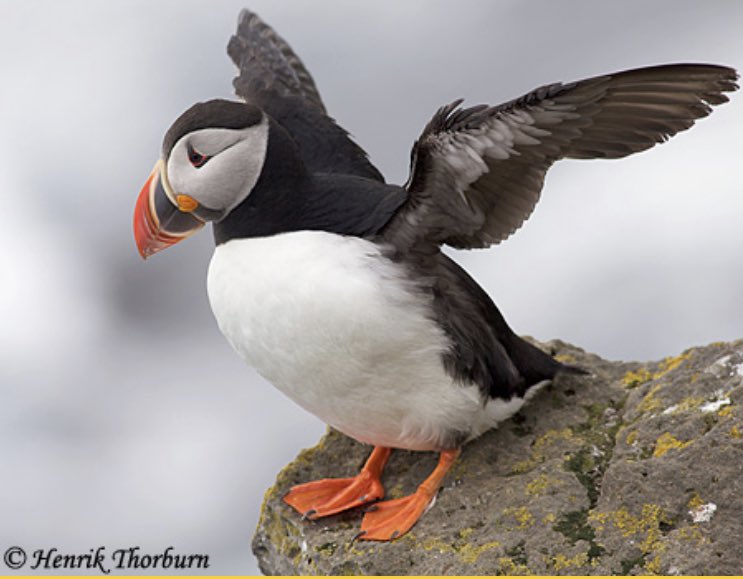 Laurie_Hagberg's tweet photo. Grading & watching an aquarium show — just realized what @Dodgers #kimbrel’s stance reminds me of 😁 #gradinggradinggrading #Dodgers #puffins https://t.co/sBb7UaEpv4