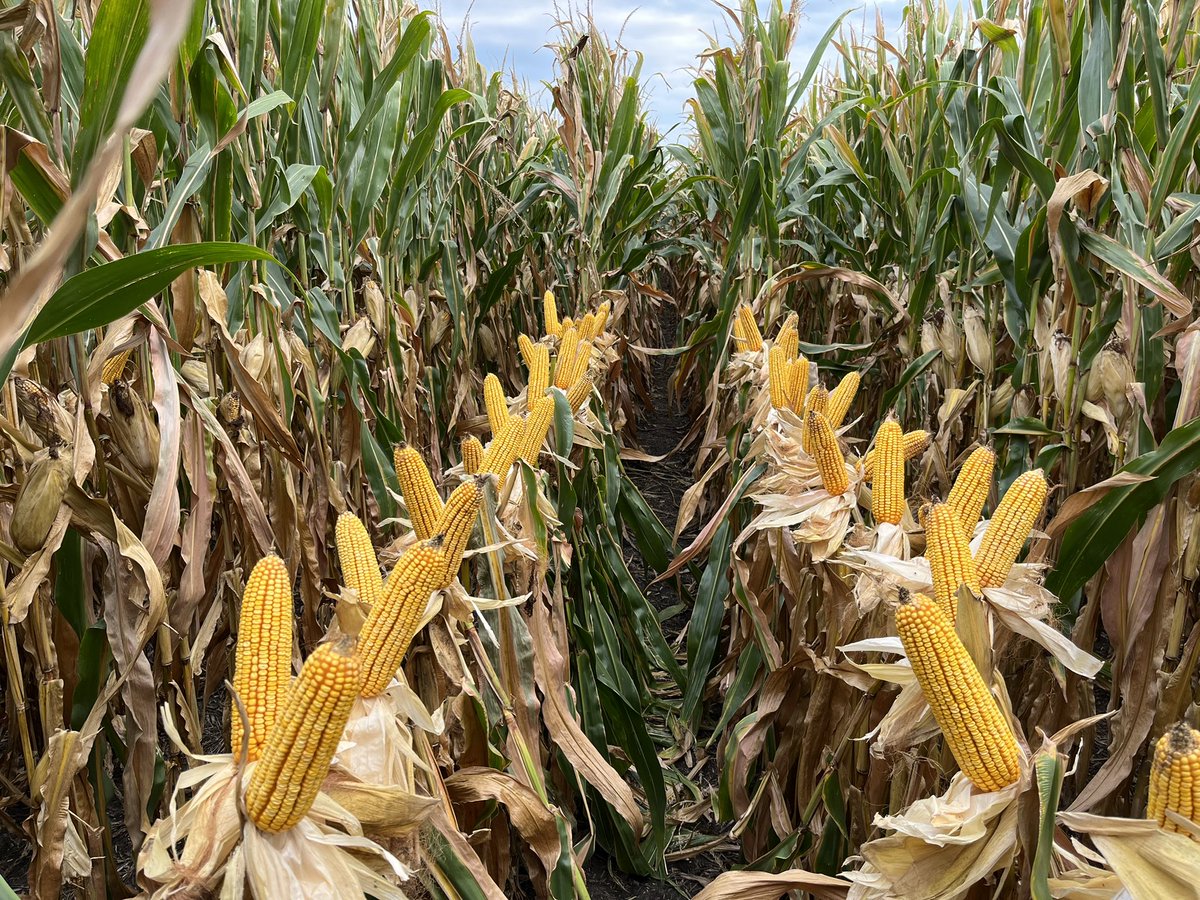 Frontline Genetics tweet media