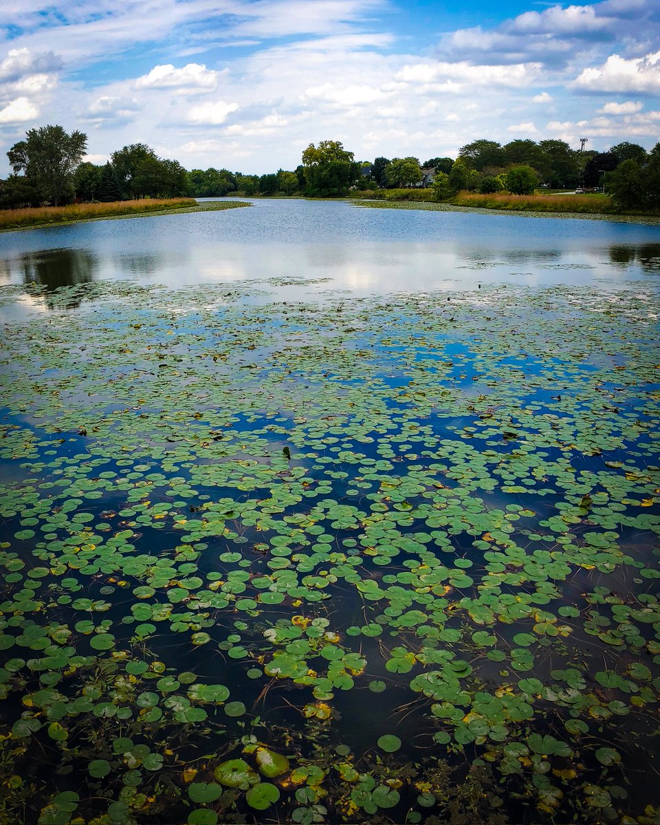 mpenningtonart's tweet photo. Spent the day at the park. So in love with #lillypads 

#photography #Fall #relax #SaturdayVibes #nature #photo https://t.co/ourEJdk3Gz