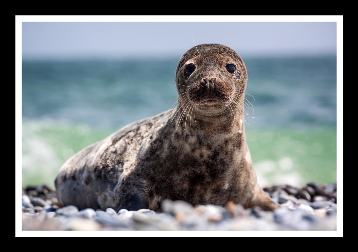 Entre 12 y 20 #focas pequeñas son asesinadas para hacer 1 tapado de piel...
#NoUsesPieles #furismurder