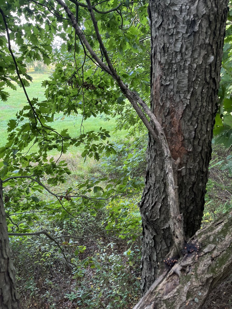 JayTac16's tweet image. First sit of the year plus first sit in a saddle #tethrd #firstlite