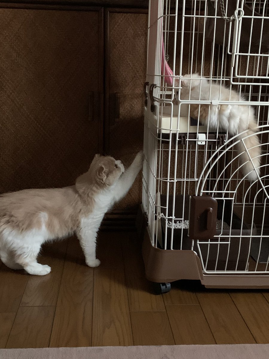 なこ＆モカ専属執事達 tweet media