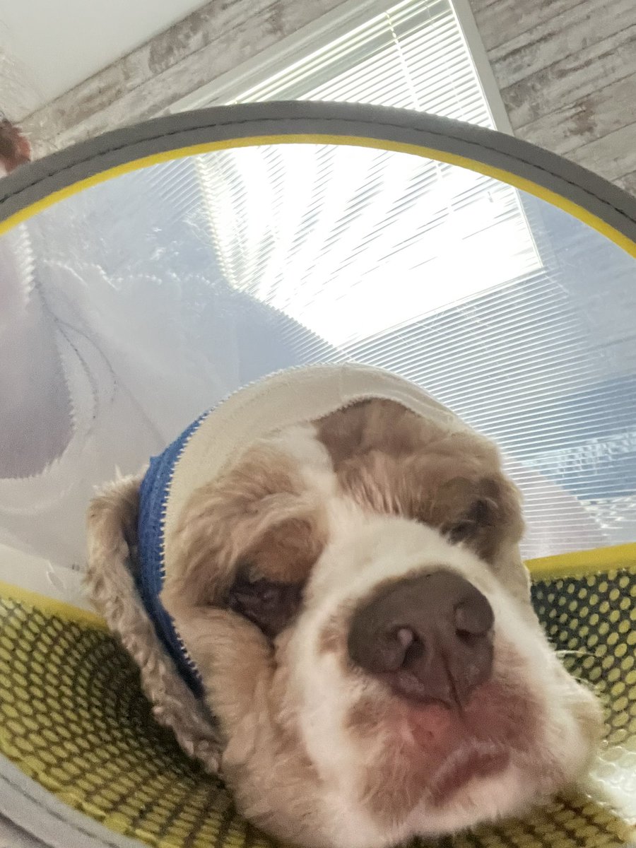 PSA: don’t let your dog go unleashed. I don’t care how “nice” your dog is. Today my dog was attacked by an unleashed dog. His ear was mangled. There was a lot of blood. This could have been avoided.