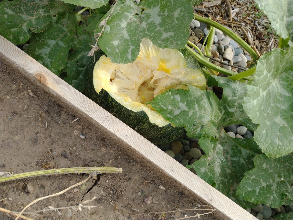 thinklearndo1's tweet photo. Excited to have some pumpkins growing well, but something came and took a bite out of one of them :( checked out my cameras and got to see some deer exploring our yard at 2am, presumably after snacking on an unripe pumpkin. https://t.co/GaYBsyZD6s
