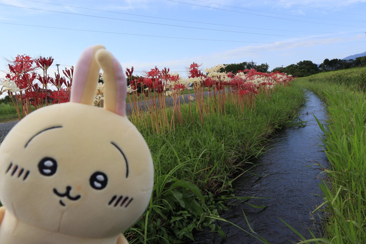 🐰ヤハ！ 🐹キャーハハッ！ 🐱おはよー！いっぱい咲き出したねェ！台風に負けないでッ！