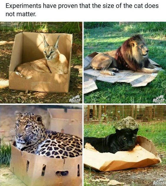 WholesomeMemes tweet media
