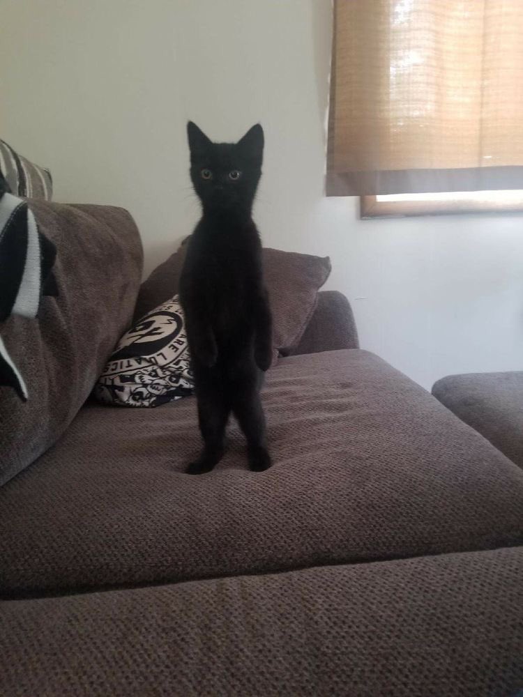 CATBRAINCELL's tweet photo. just a little guy https://t.co/rJxVcOwTd6