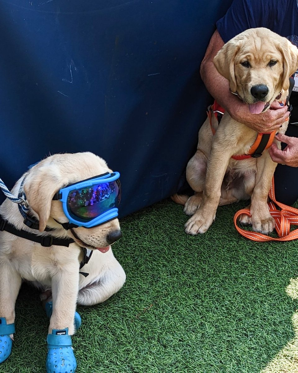 TheAthletic's tweet photo. Update: It happened!

The goodest of all good boys having a playdate ahead of Old Dominion-Virginia.

📸 @HudsonODU x @UvaChamp

https://t.co/wg0mFwE953 https://t.co/qcv694Lsti