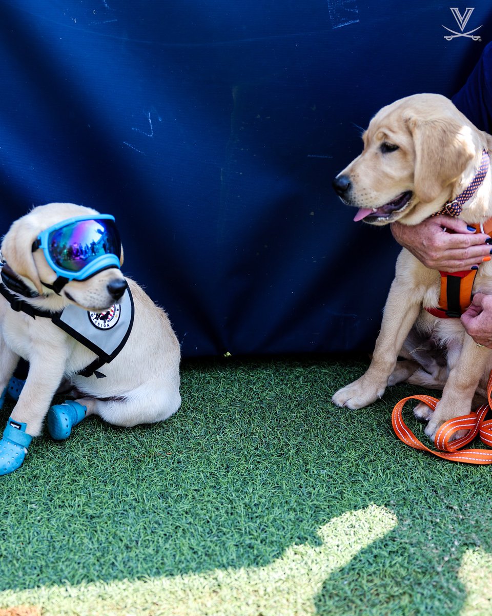 VirginiaSports's tweet photo. 🐾 🐶 Folks, this is the content you came here for!
 
🔶⚔️🔷#GoHoos https://t.co/ZmdlkjH9RQ