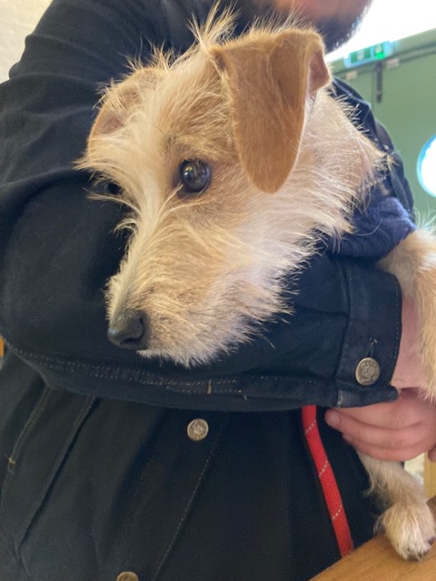 Monorail_Music's tweet photo. Here's our Dog Of The Day. Eddie loves Frightened Rabbit but hasn't met a real one yet - possibly because rabbits don't find him frightening? Lover not a fighter. Photo by @Astrowolf81 https://t.co/d10kUJDVKz