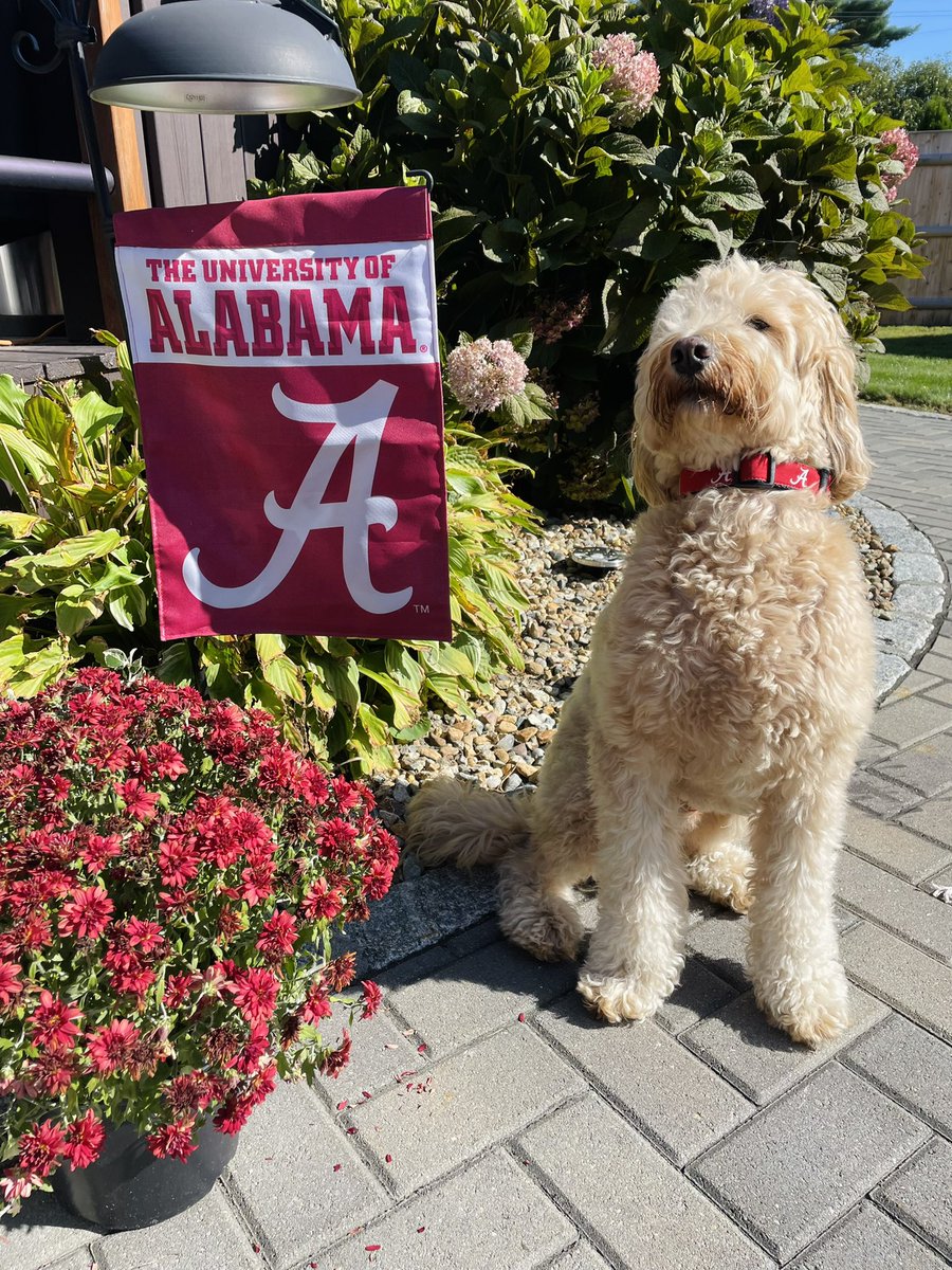 mariicrocee's tweet photo. Roll Tide! 🐘 ❤️  #RTR https://t.co/vzLs6nLt6L