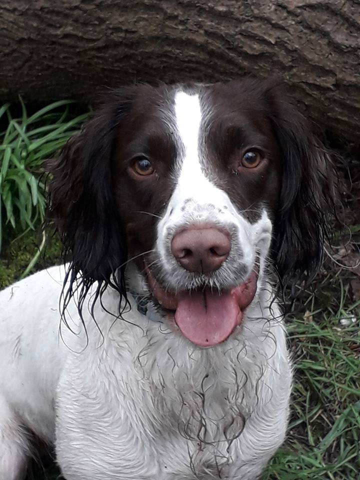 DHarazny's tweet photo. My 3 love these dogs so much, give me animals every time #SpringSpaniels #Spanners #loyal #dogs https://t.co/MkgtnYMJNv