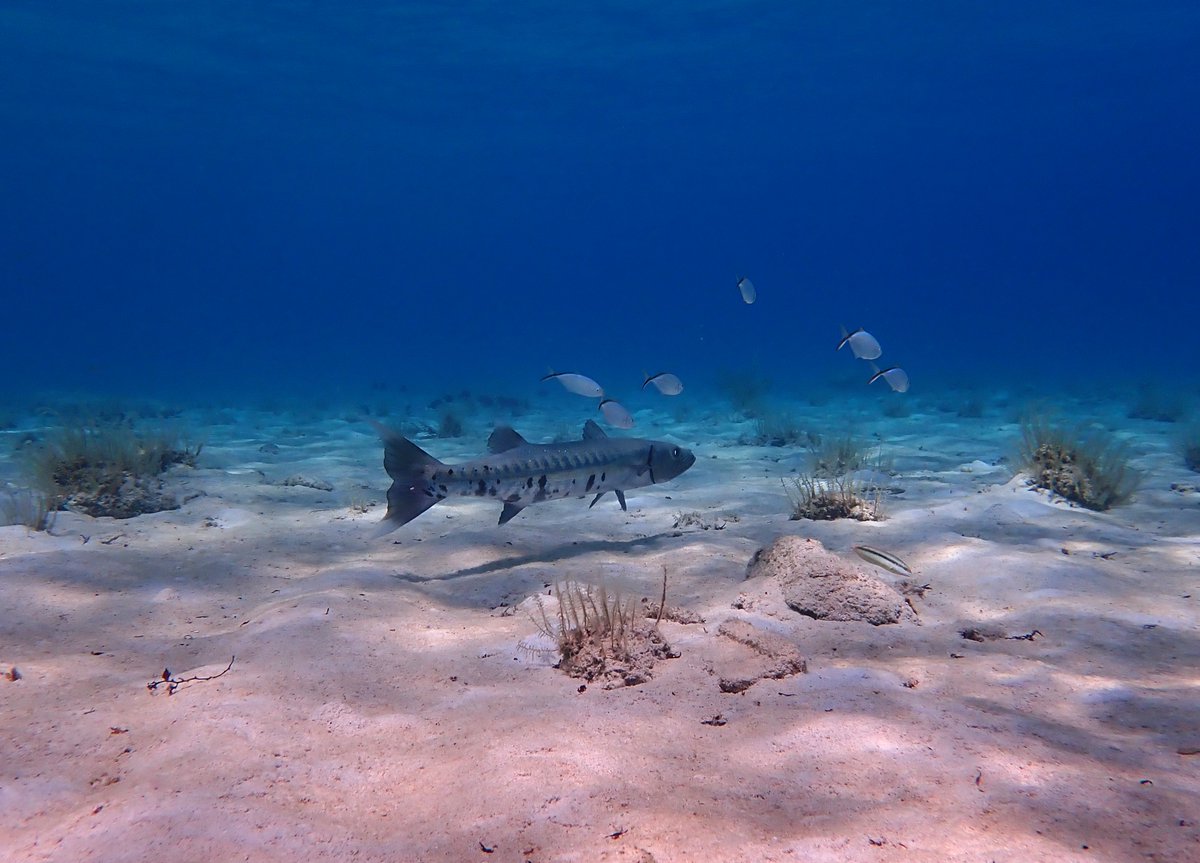 CokiDiveCenter's tweet photo. Did you know? A barracuda can swim up to 36 mph!

https://t.co/QUZl3oHVgu

#Barracuda #USVI #Scuba https://t.co/6CVbVSZIGX