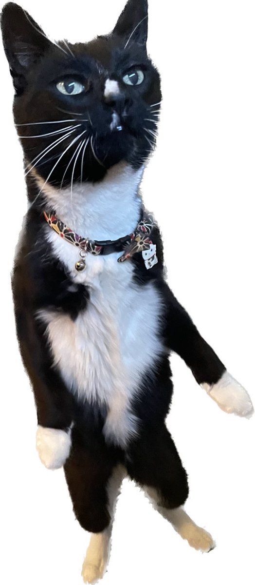 Sean Knox tweet media