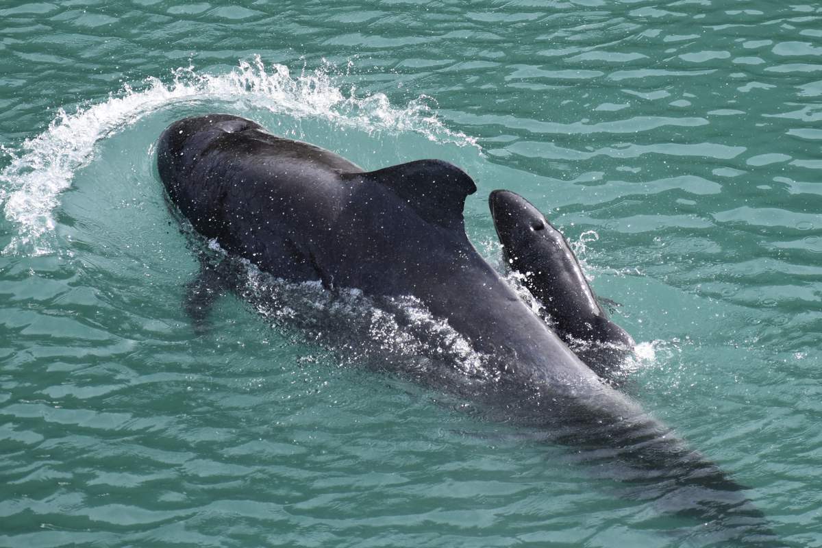 orcishfish's tweet photo. I have gathered info about the alleged pilot whale calf (now known hybrid) at the Taiji Whale Museum

Facts will be given in this🧵.

If this thread was interesting to you, please consider retweeting it since this took me a long time to compile.

[Photo: within days of birth] https://t.co/GU8ZeaS9x3