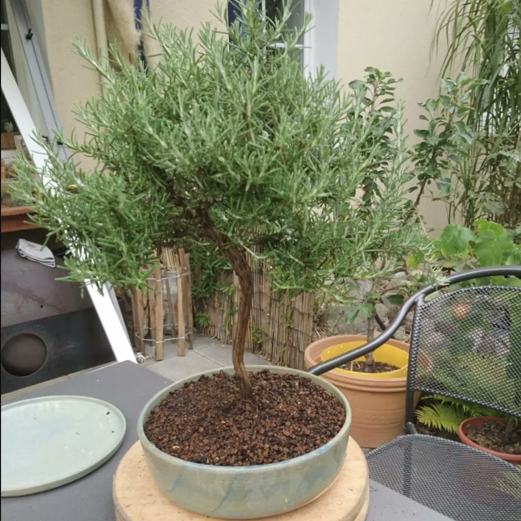 MaiaMing's tweet photo. A customer just sent me a pic of their rosemary bush in one of my planters!
#planter #ceramicplanter #plantsplantsplants #etsyseller #handmade #wheelthrown #bonsaiplanter #instaceramics #instapottery #studioceramics #differencemakesus #bonsailover #bonsai #handmadepottery https://t.co/LusrFrFwO5
