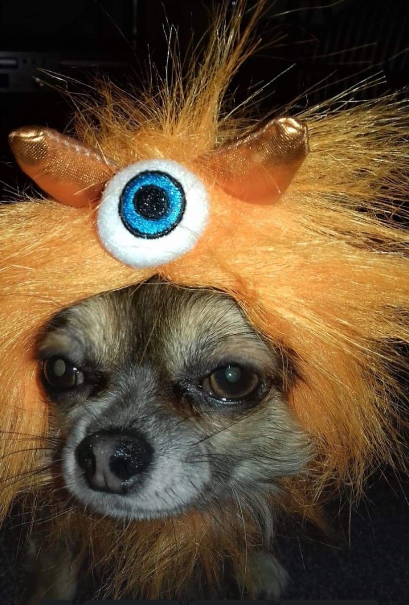 loco_bitches's tweet photo. Rod Stuart or Donald Trump??
#chihuahuasoftiktok #chihuahualove #Gingersrule #TikTokAwards2022TH @loco_bitches https://t.co/acXIRziM9W