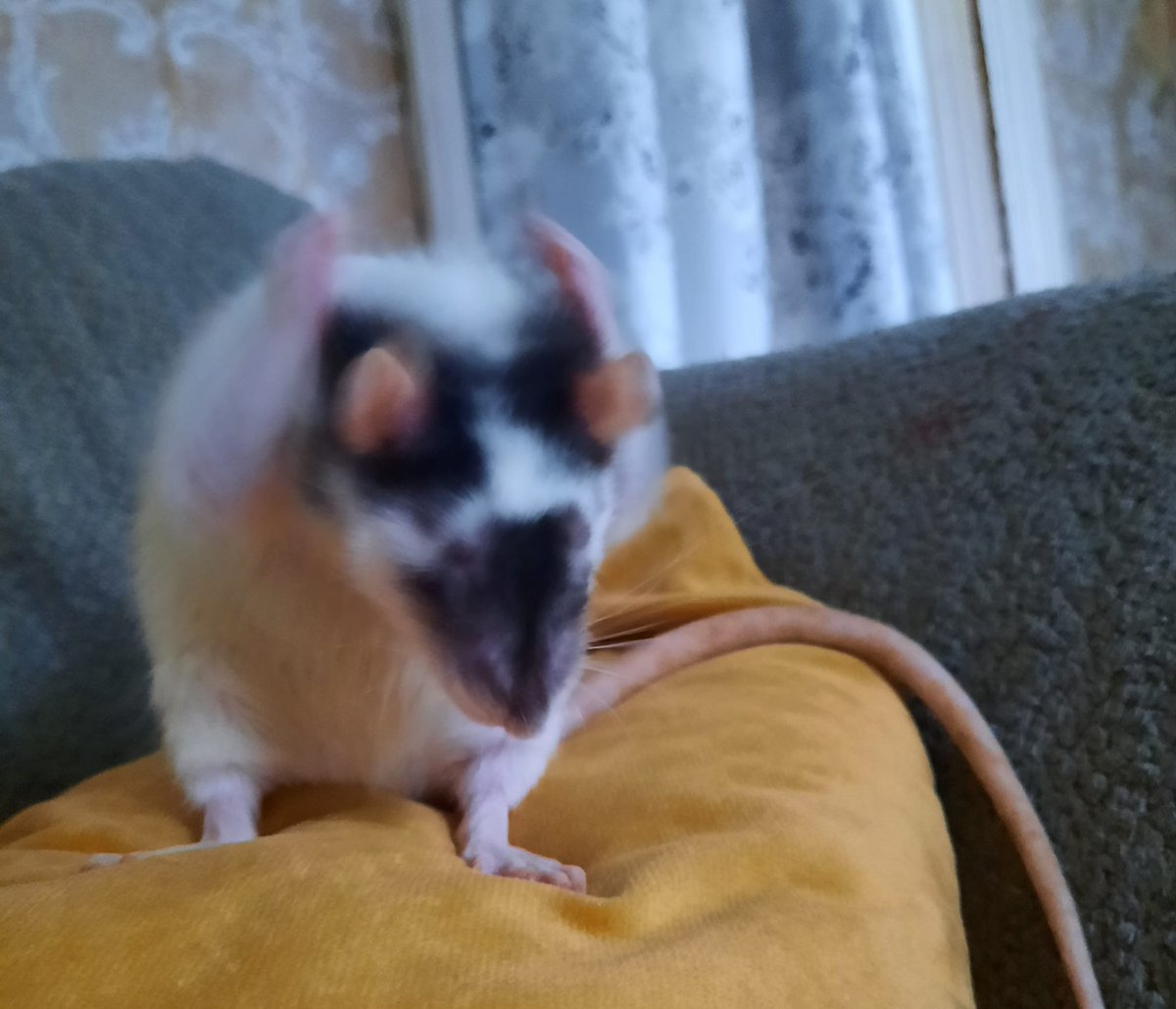 Sukiyama's tweet photo. This ratto is done....
Special thanks to Courtney Beatty for this awesome picture
#ratmeme #rat #cuteart https://t.co/8kDB1GkDFn