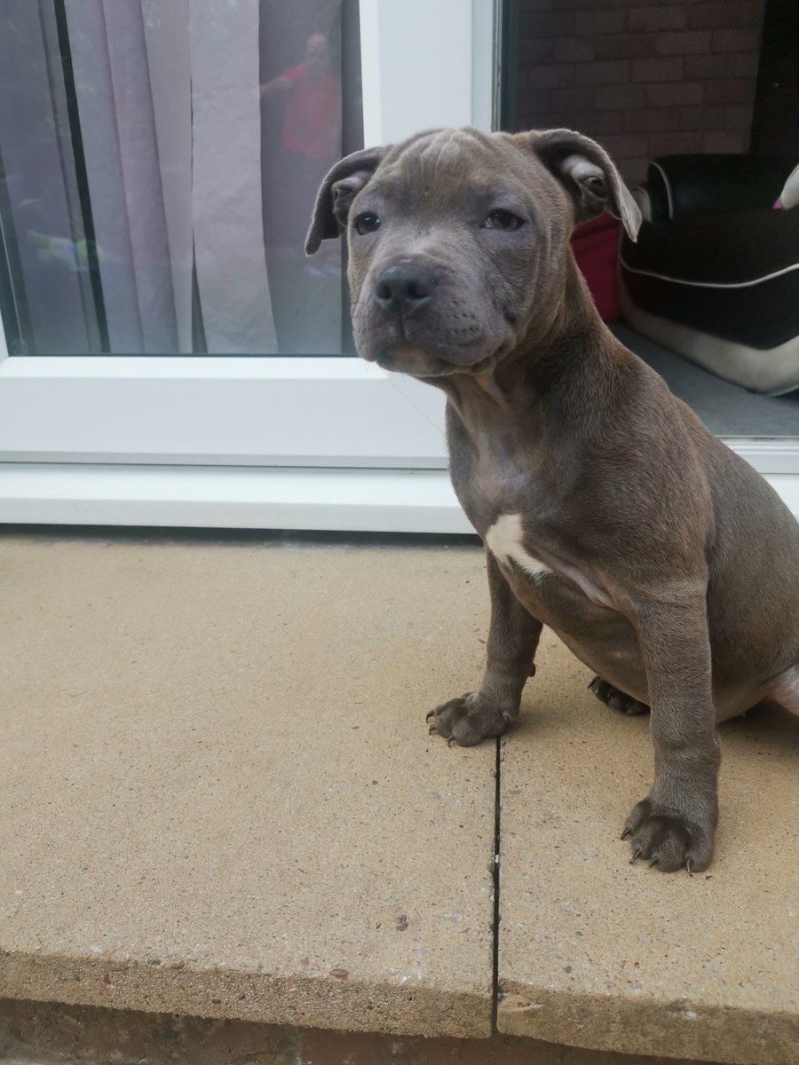 I have a new little sister named Nala 😍#newpuppy #staffy #staffySaturday #puppy #puppylove #bluestaffy #staffiesoftwitter #cute #love