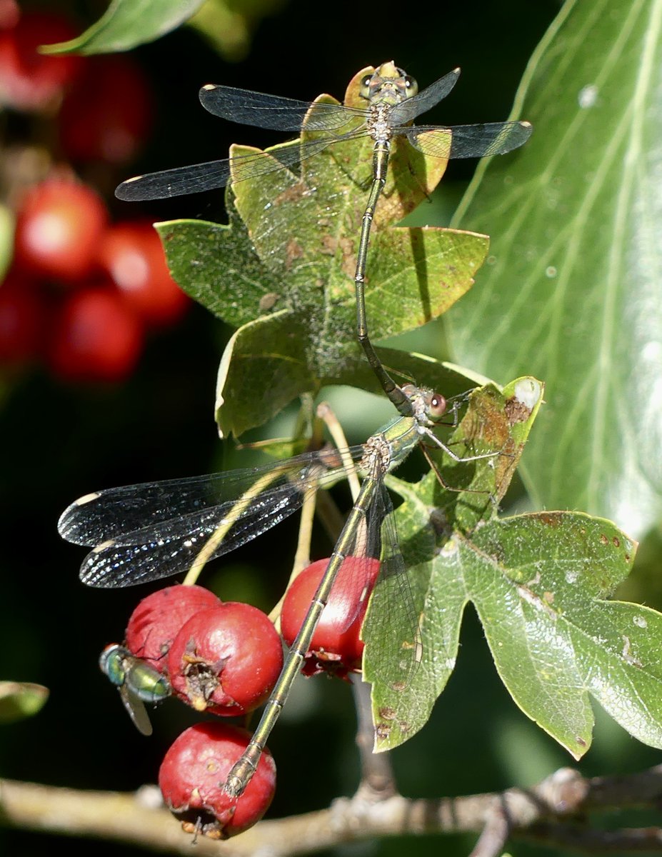 MikeFRobinson's tweet photo. We know next to nothing about Dragonflies and Damselflies: but we are wondering whether these Little Guys, being green, might be Willow Emerald Damselflies? Or probably not. Seen in Lesnes Abbey Park ~ 17 September 2022 https://t.co/1VZyxpG4JW
