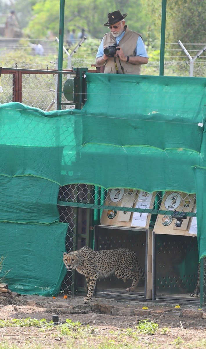 fcbpratyush's tweet photo. Wishing our PM Hon. Shri. @narendramodi a very happy and healthy birthday.
#HappyBdayModiji
And also thanks for making this day memorable as India celebrates the return of Cheetah after more than 70 years. 
#missioncheetah https://t.co/rWZmwEEF3T