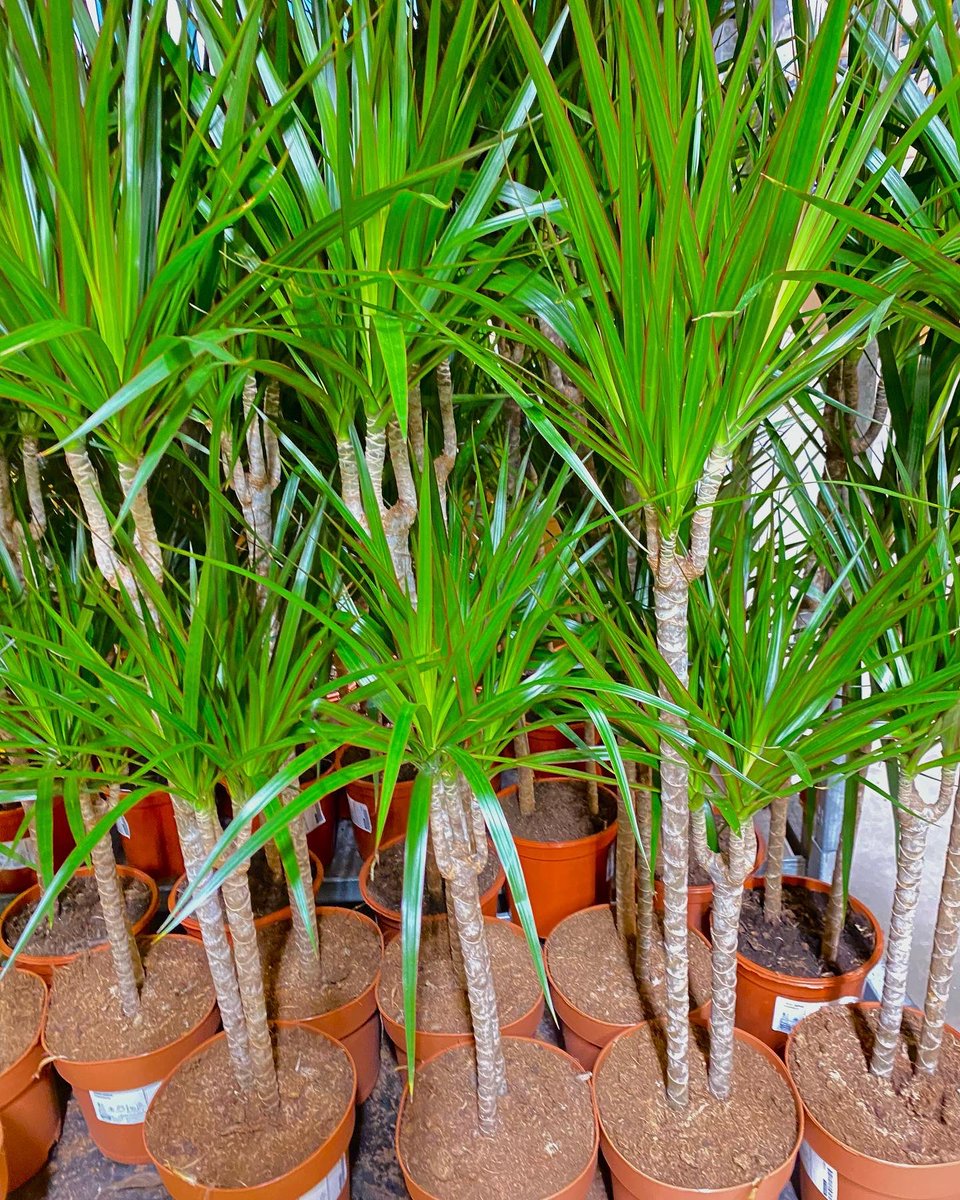 Shame on you <a href="/IKEAUK/">IKEA UK</a> for stocking this appalling sea of plastic plants