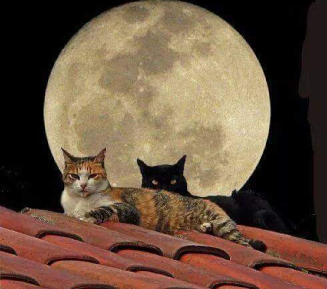 Кошка под луной