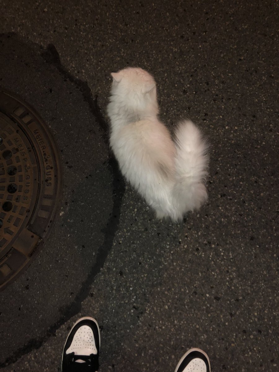 WhiteCatOsu tweet media