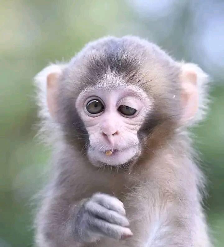 Rethabile_Frank's tweet photo. @KaizerChiefs He must go he said he doesn’t care about being fired 😂😂his actions are talking he doesn’t want to be here.let him go together with this Caleb cow https://t.co/PLzlWBVgey