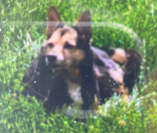 Toronto Police Operations tweet media