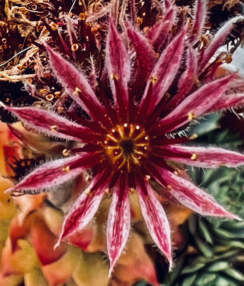 DavidHu99942866's tweet photo. #SaturdayFlower https://t.co/KR5mAVGdNW