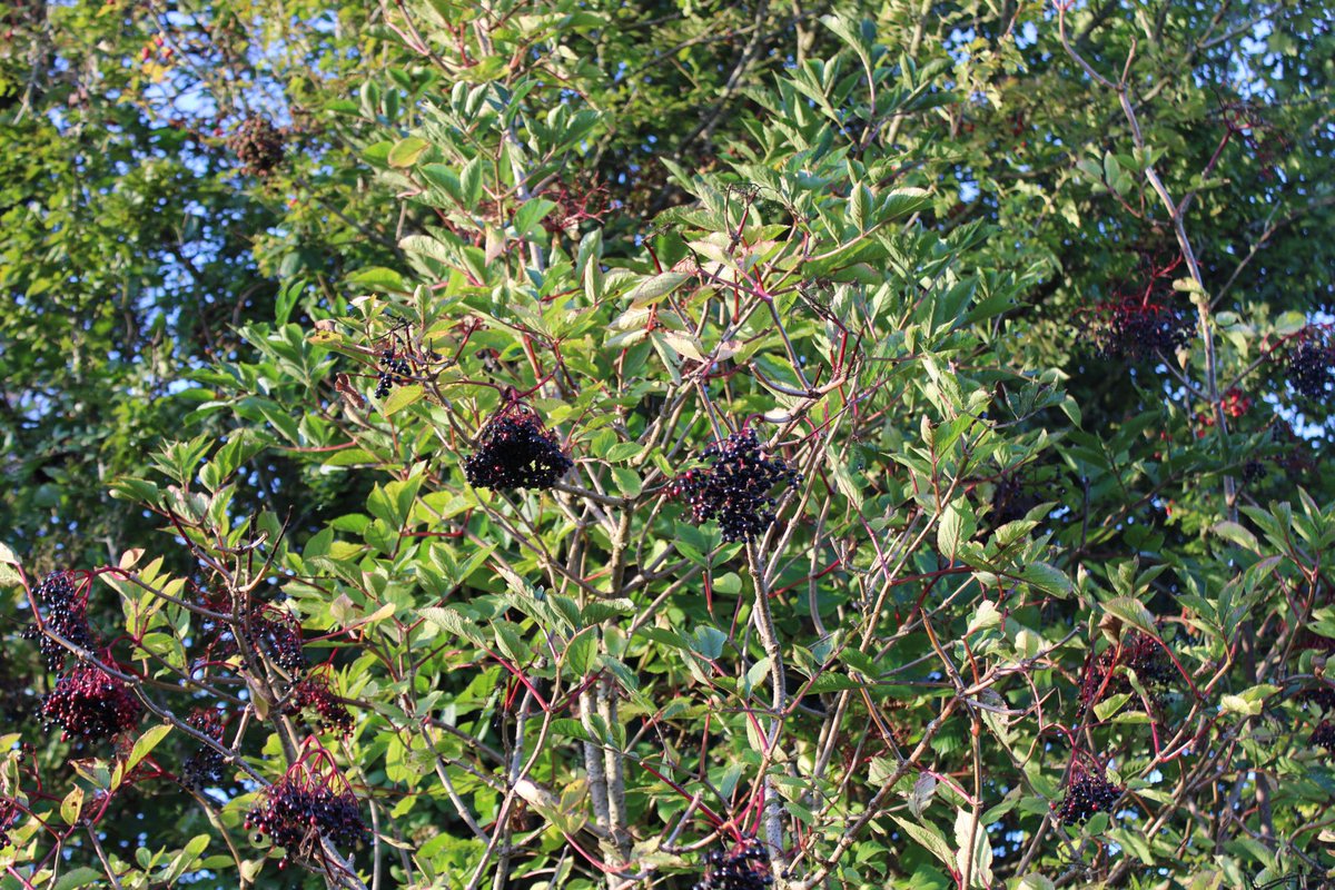 Berry Time #autumn #deisegreenway