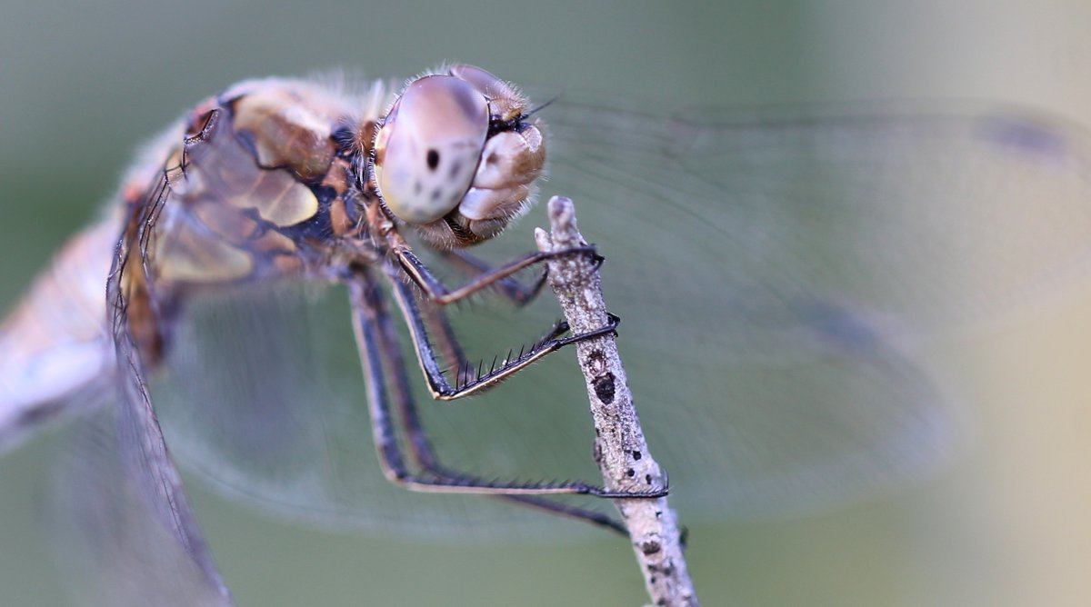 jurgen_vds's tweet photo. Blijven prachtig die libellen!
#BruinrodeHeidelibel #SympetrumStriolatum
#GroßeHeidelibelle #CommonDarter
#Beekvallei #Merkske @vlinderNL https://t.co/83RL6Albdj