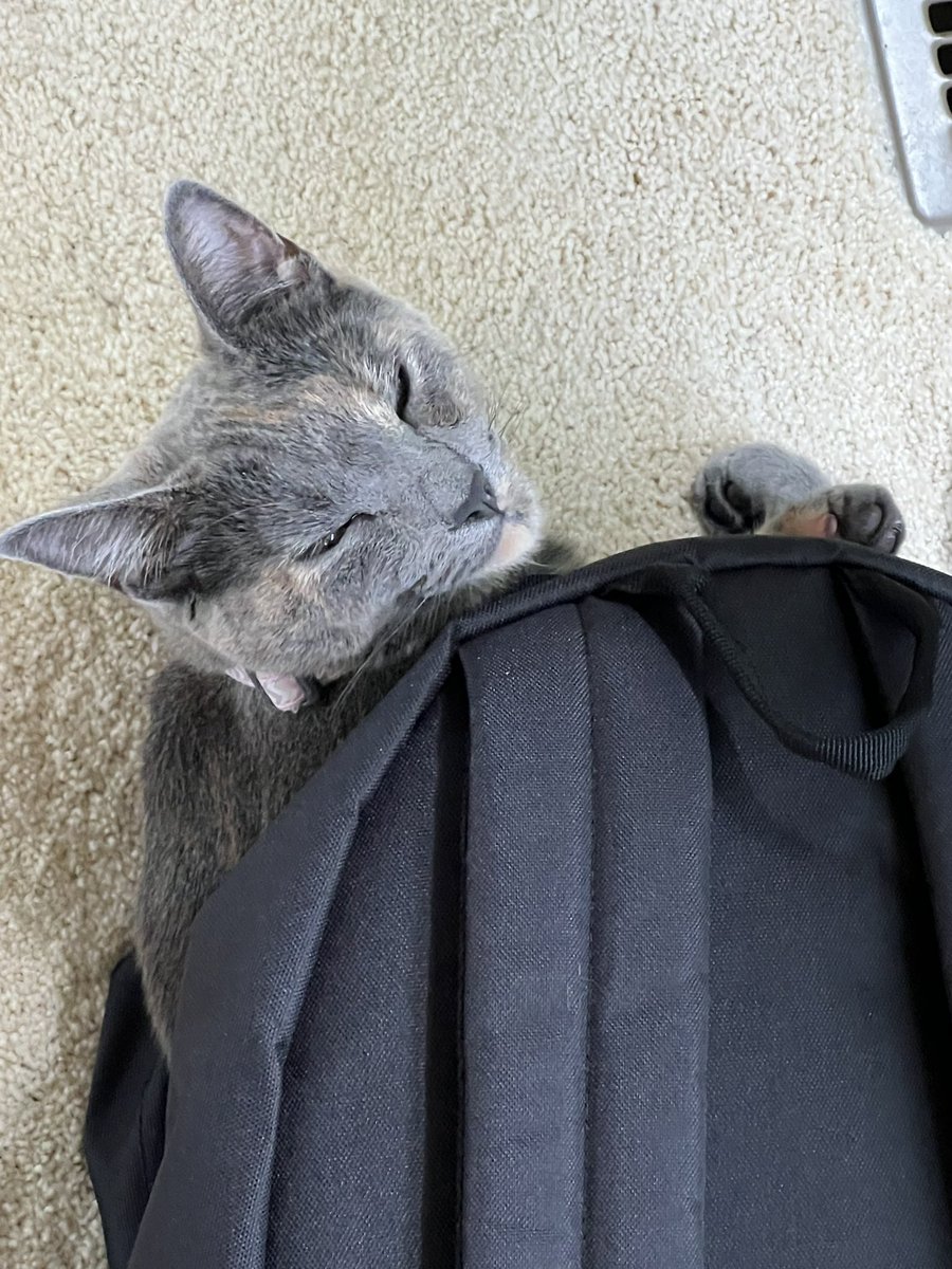 Cory Scott tweet media