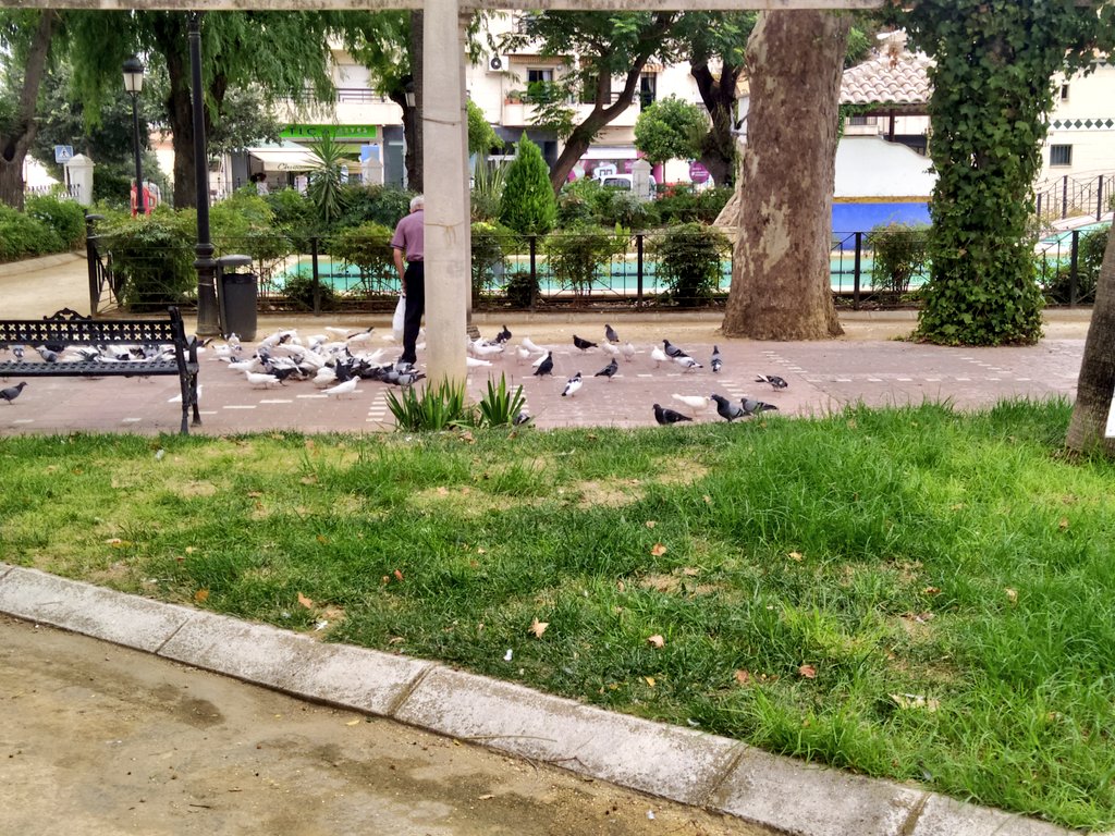 aletheya21's tweet photo. Esta semana cuando iba hacia al Colegio de Abogados, vi una reunión de palomas con un anfitrión que estuvo invitando al desayuno.
Me quedé un ratillo viendo ☺️
#MasMomentosEspeciales
#LaVida
#CompartirElAlma
💙 https://t.co/ipD82nBofH