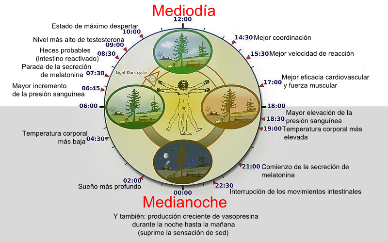 ConservarH's tweet photo. @IvelicMilan  Tener una ‘hora oficial’ cercana a la ‘hora solar’ es de gran beneficio para la salud y el bienestar porque se adecua al ritmo circadiano: nuestras variables biológicas reguladas por la luz del sol y no por las agujas del reloj. https://t.co/N2lZlUGvtE https://t.co/gnnFi0XDBO