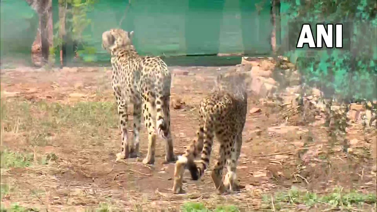AnuYoga1's tweet photo. Cheetahs bharat me 75 years baad aye to sare tv chanel ye report cover kar rahe hai lekin #NDTV Uske pas ke gav ki kuposhan ki baat bata raha hai  *Burnol* https://t.co/gqd9F0gX3z